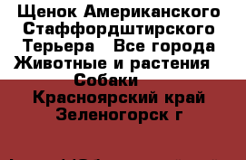 Щенок Американского Стаффордштирского Терьера - Все города Животные и растения » Собаки   . Красноярский край,Зеленогорск г.